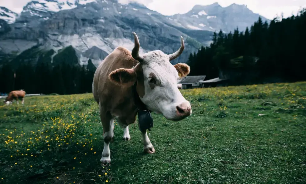 Début des excursions en Suisse : Achat de vignette